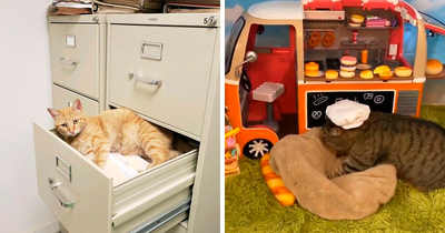 ‘Cats With Jobs’: 80 Hardworking Cats Who Deserve A Vacation (New Pics)