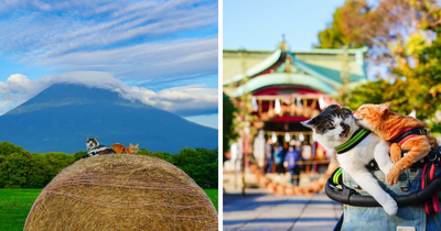 Traveling Cats: 48 Purrfect Photos Of Two Cats Accompanying Their Humans Around Japan (New Pics)