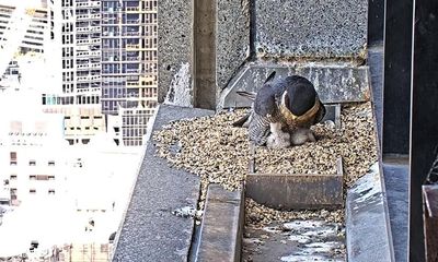 Good eggs: fans delighted as new peregrine falcon chicks hatch on Melbourne skyscraper