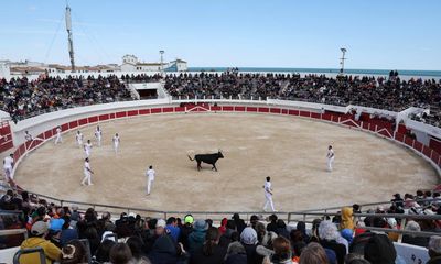 Taurine torpor: bullfighting’s non-fatal French cousin fights for survival