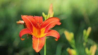 How to divide daylilies – expert propagation advice for these vigorous, colorful blooms