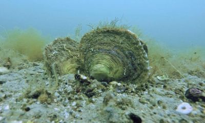 Europe’s exhausted oyster reefs ‘once covered area size of Northern Ireland’