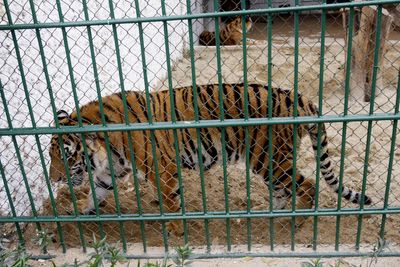 Bird flu suspected of killing dozens of captive tigers in Vietnam