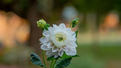 Brand new dahlia hybrid discovered at Washington flower farm