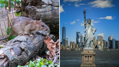 A “Rat Birth Control” Bill Passed In New York City Sparks Viral Response From Women