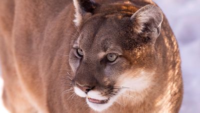 Man kills "aggressive" mountain lion with shovel at campground, wildlife officials say it doesn't qualify as an attack