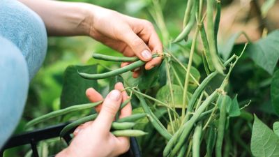 When to harvest bush beans – and how to pick them at their peak for texture and taste