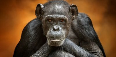 The darker side of human rights for great apes