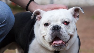 What is cherry eye in dogs? A vet explains