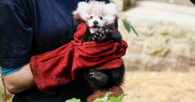 Edinburgh Zoo reveals adorable pictures of endangered red panda cub