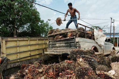 Relief In Brazil, Asia Over Delay To EU Deforestation Rules