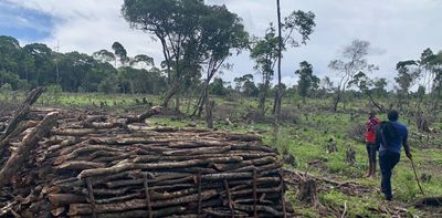 Maasai Mara’s Indigenous forest is disappearing, with drastic consequences