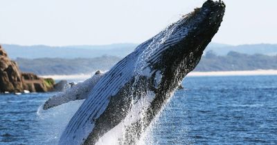 Focus on saving jailed defender of whales