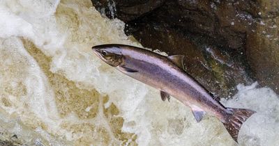 Footage 'shows salmon being buried on Scottish island beach illegally'