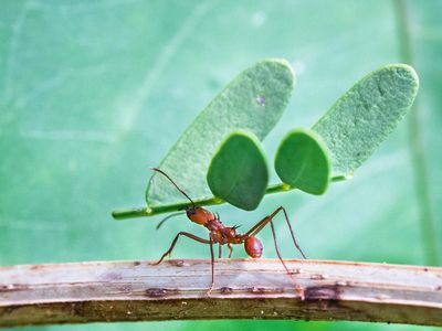 Scientists discover how ants took advantage of asteroid that wiped out the dinosaurs