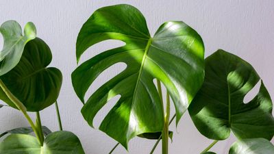 How to make your own monstera potting mix – an expert-recommended recipe