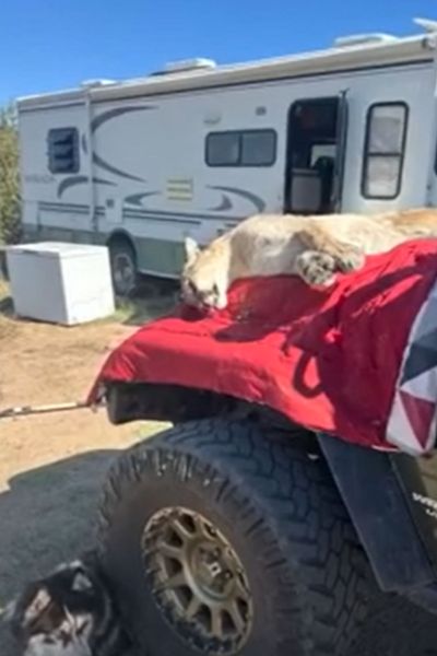 RV Driver Kills Mountain Lion with Shovel, Uses Body as Hood Ornament