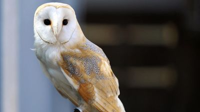 French treasure hunt for buried owl statue ends after 31 years