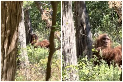 "Clearest Bigfoot Footage' Yet? Man Behind Viral Video Defends Claim: 'All I Know Is I Was Frightened' "