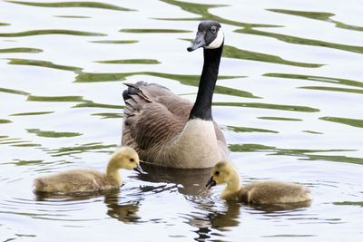 Suspect Responsible for Illegal Geese Hunting in Springfield Revealed to be White Man 'Riding a Lawnmower'