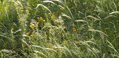 How we created a beautiful native wildflower meadow in the heart of the city using threatened grassland species