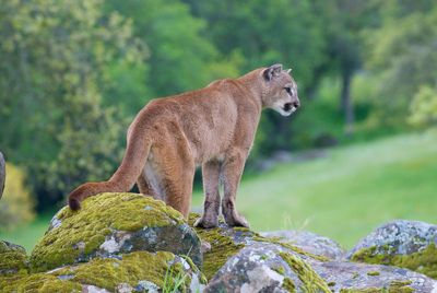 A man killed a mountain lion with a shovel. He says it was to protect his dog