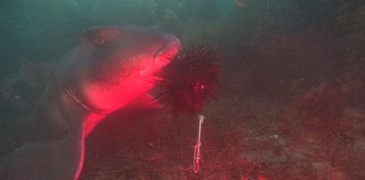 New video shows sharks making an easy meal of spiky sea urchins, shedding light on an undersea mystery