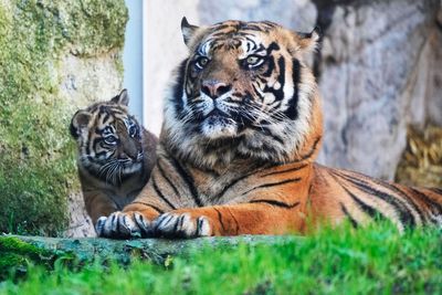 Dozens of zoo tigers die after contracting bird flu in southern Vietnam