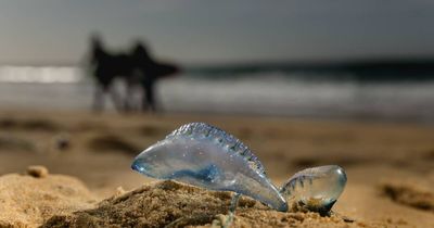 Bluebottles on the beaches a beacon of breezy, balmy ocean bathing