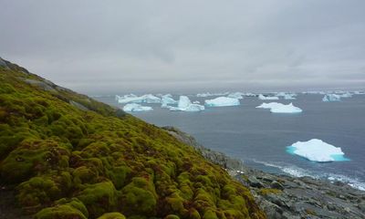 Antarctica is ‘greening’ at dramatic rate as climate heats