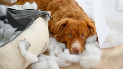 Vet reveals how to stop your dog chewing their bed