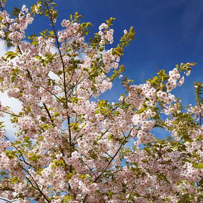 When to prune cherry blossom for healthy, disease-free trees