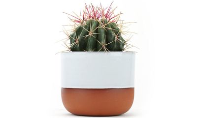 Houseplant of the week: devil’s tongue barrel