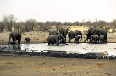 Elephant Sanctuary In Thailand Faces Urgent Flood Evacuation