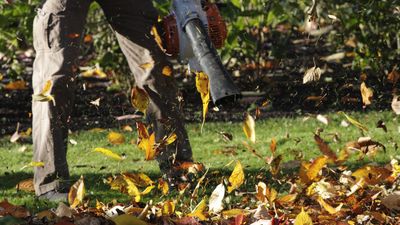 8 fall lawn care tips to maintain the perfect grass