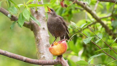 How to attract birds to your garden