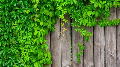 Living fence ideas – 5 ways to bring your yard boundary to life