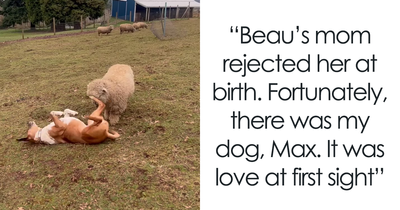 People Online Can’t Get Enough Of This Lamb Who Was Rejected By Her Mom And Was Raised By Dog