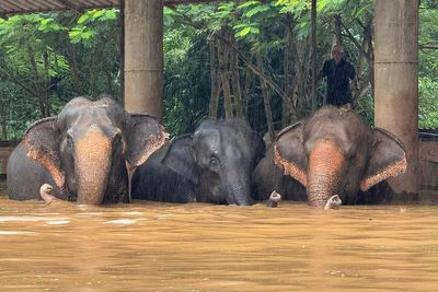 Flooding from seasonal rains threatens residents in northern Thailand, including elephants