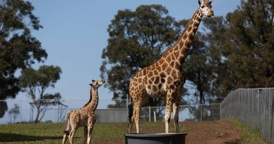 Baby giraffe born at Hunter Valley Wildlife Park already turning heads