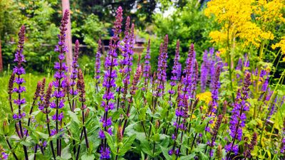 How to winterize salvias – simple steps to protect your plants from the cold