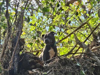 Rescuers save Tennessee dog stranded 20 feet high in tree after Hurricane Helene floods