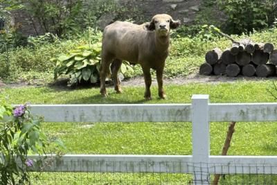 Water Buffalo Owner Fined For Animal At Large Incident