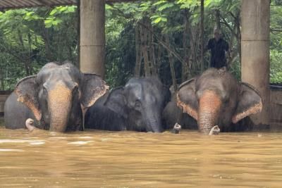 Flooding In Northern Thailand Threatens Elephant Nature Park Animals