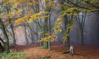 ‘Reconnecting with our glorious woodlands’: why we should all get out into the forest