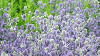 Best eryngium varieties – for thistle-like structure in your flower beds