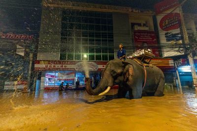 Elephants and tourists rescued as extreme flooding hits popular Thai city