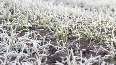 How to stop soil freezing in winter – to protect soil and plant health