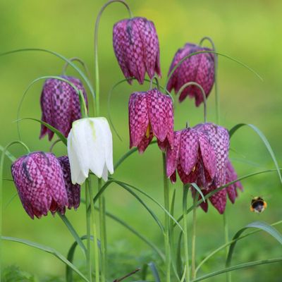 When to plant fritillaria bulbs - the best time to add these incredibly pretty blooms to your garden