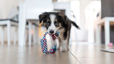 Here's how to get your puppy used to spending time alone (it takes a bit of patience but it will pay off down the line!)